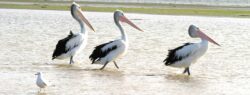 Coorong Wild Seafood